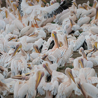 Nakuru NP - White pelicans
